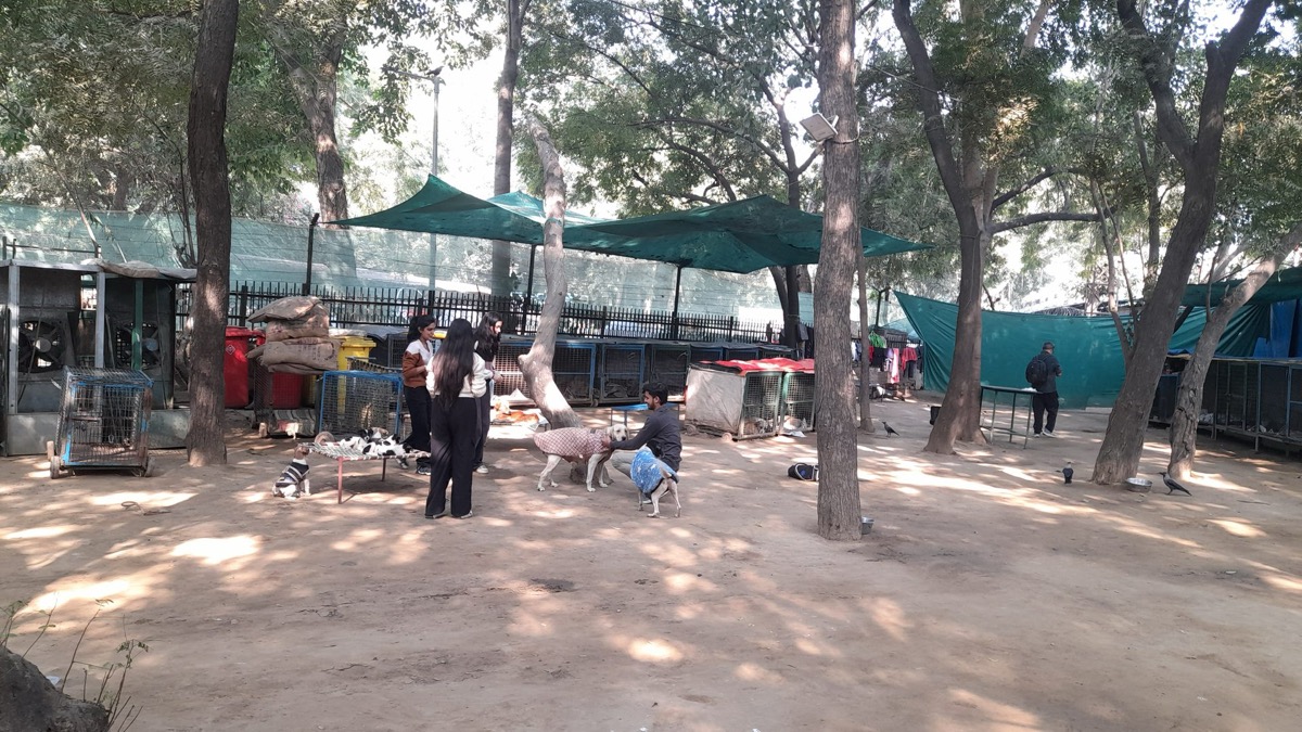 Animal Wellness Camp