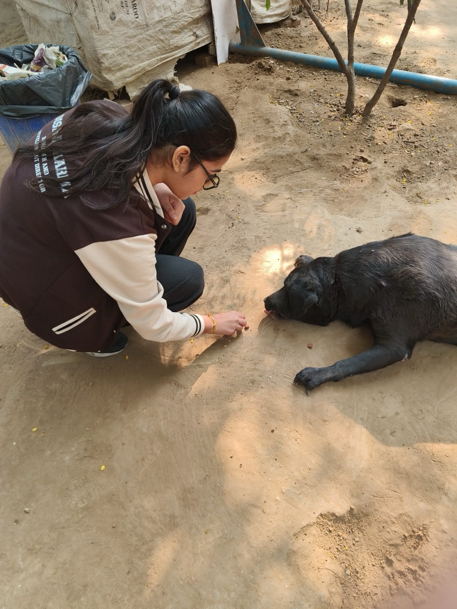 Animal Wellness Drive