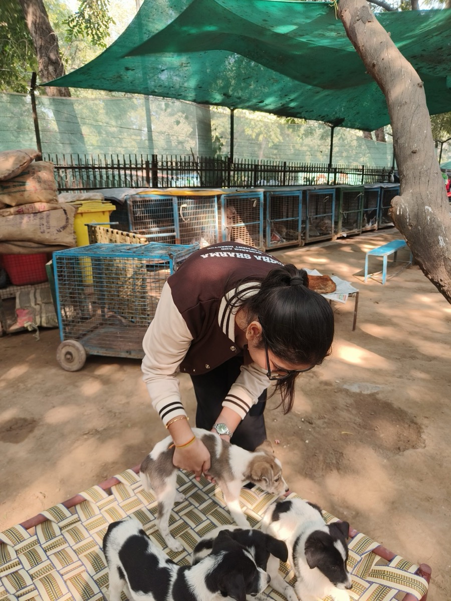 Animal Wellness Stray Care